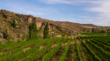 Central Otago Vineyards