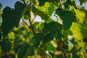 Central Otago wine