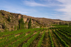 Central Otago Vineyards