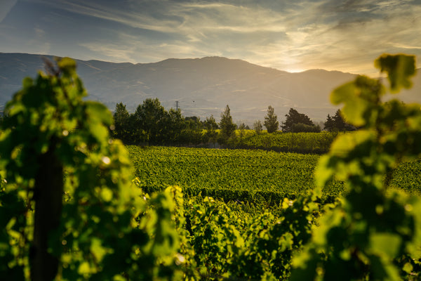 Central Otago vineyard