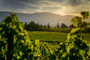 Central Otago vineyard