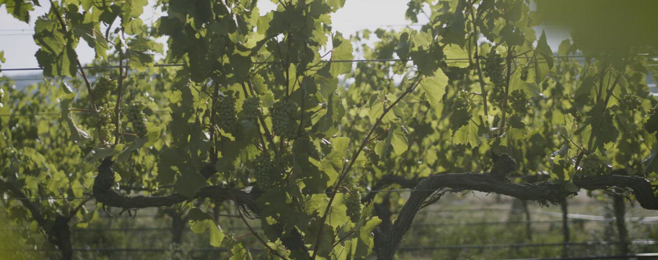 Central Otago Wine | Pinot Noir | Pinot Gris | Bald Hills Vineyard