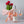 Friends and Lovers Bannockburn Rose 2023